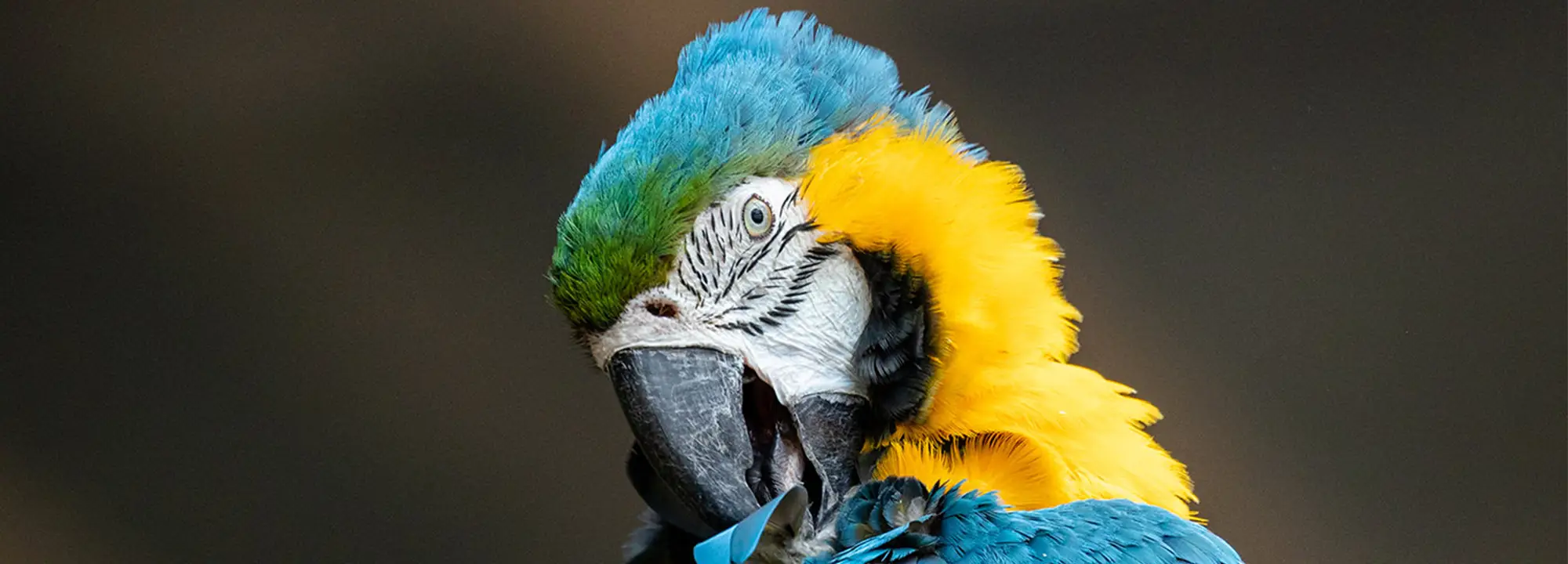 Ara bleu