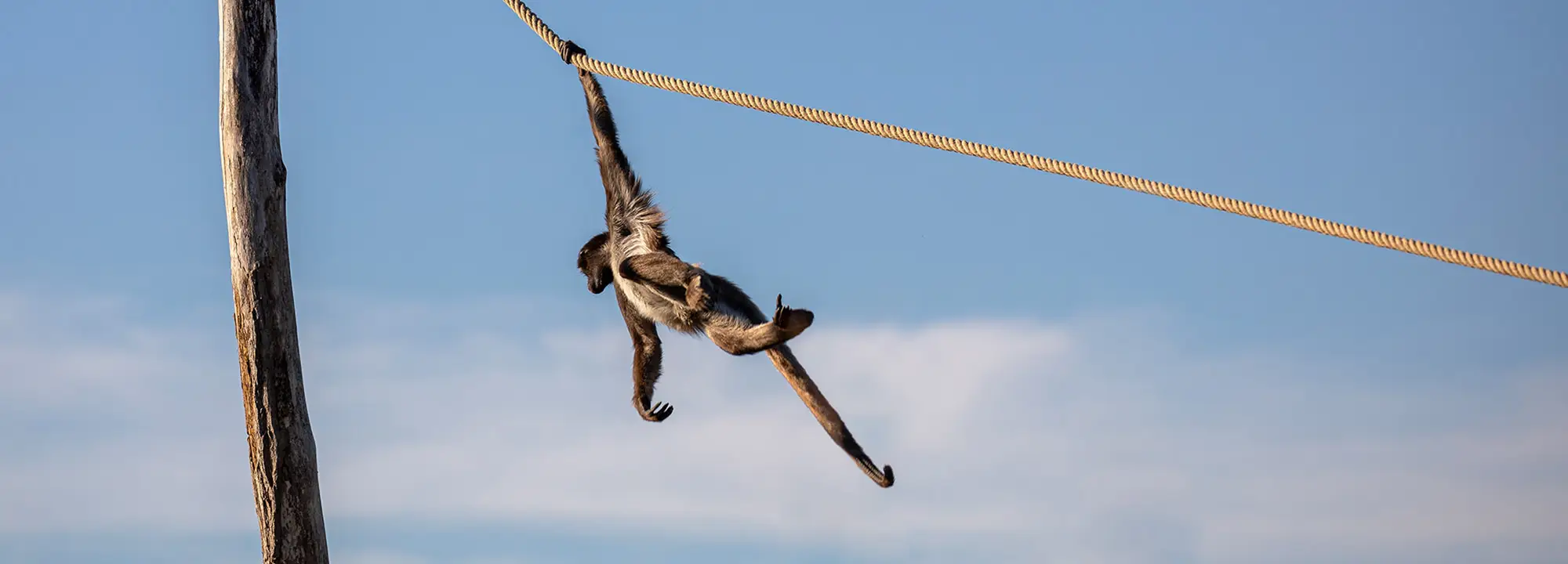 Variegated Spider Monkey