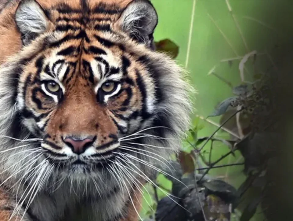 Portrait rapproché d’un tigre
