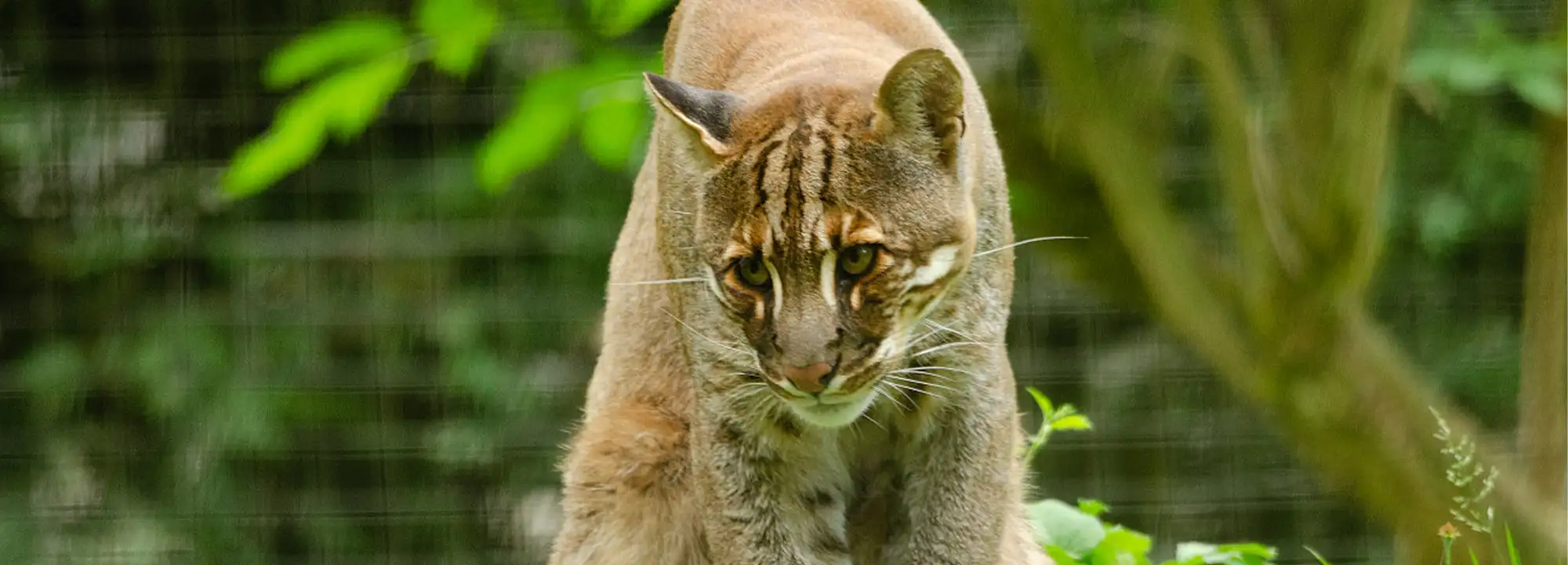 Asian Golden Cat Reddish