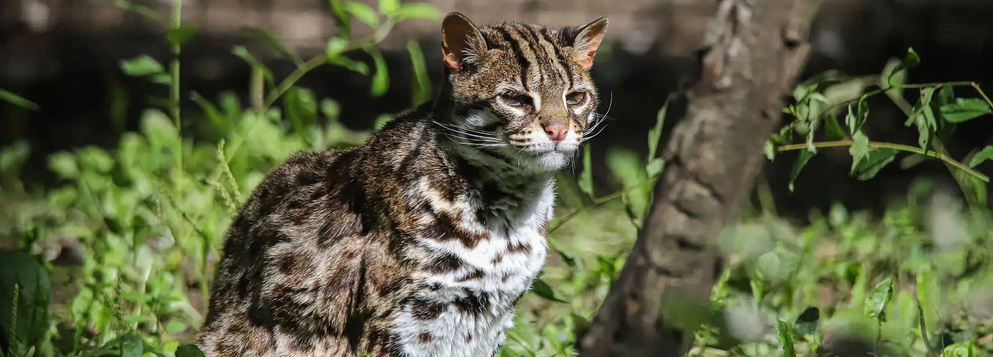 Bengal Leopard Cat