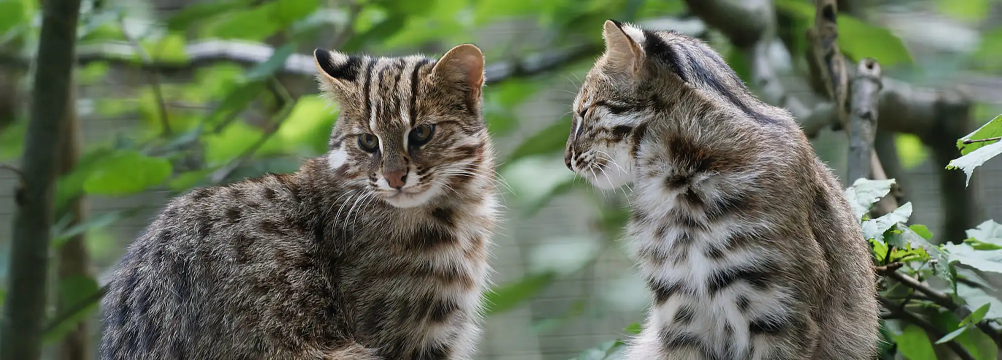 Siberian Leopard Cat