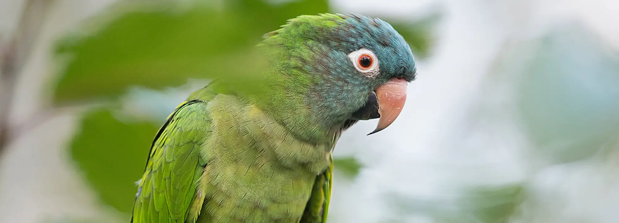 Blue-headed Conure