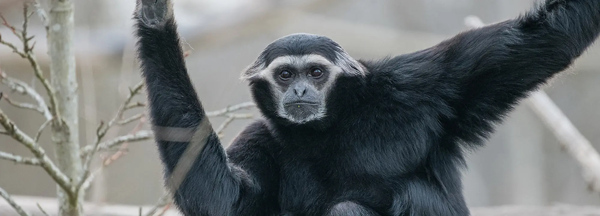 Pileated Gibbon