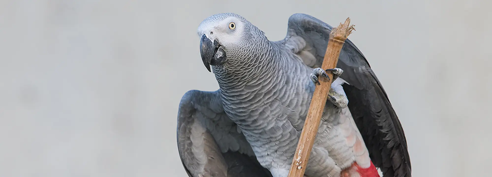 African Grey Parrot
