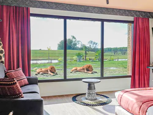 Chambre avec grande baie vitrée offrant une vue sur les lions.