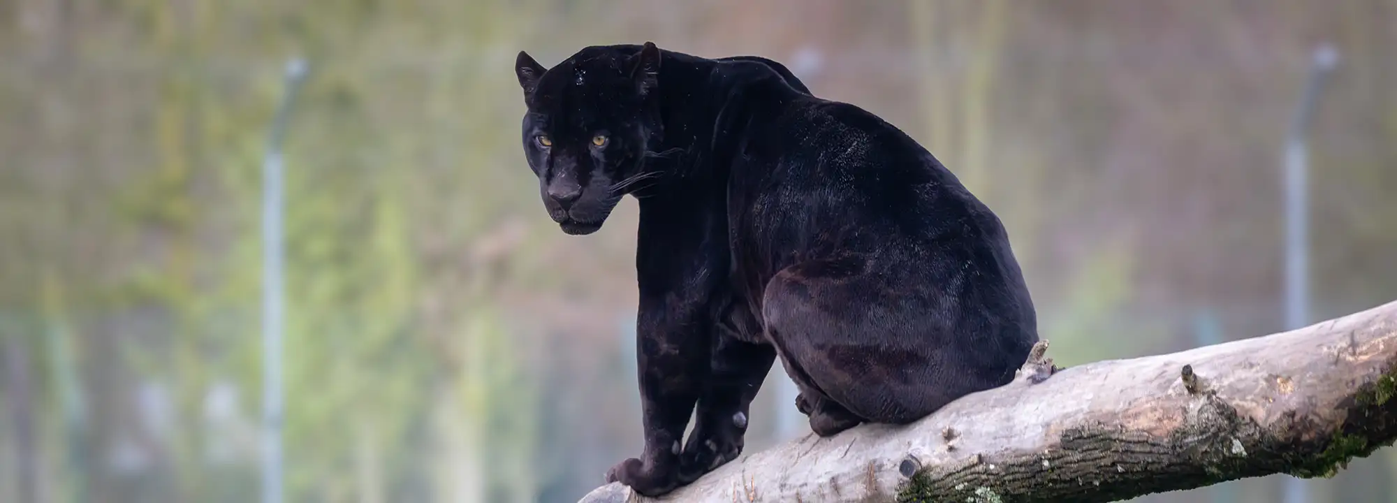 Black jaguar
