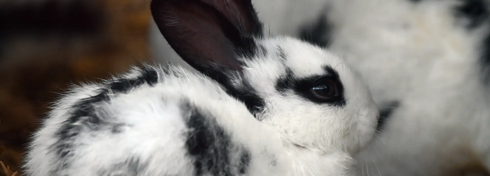 Butterfly Rabbit