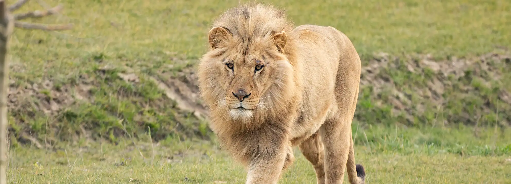 Angolan Lion
