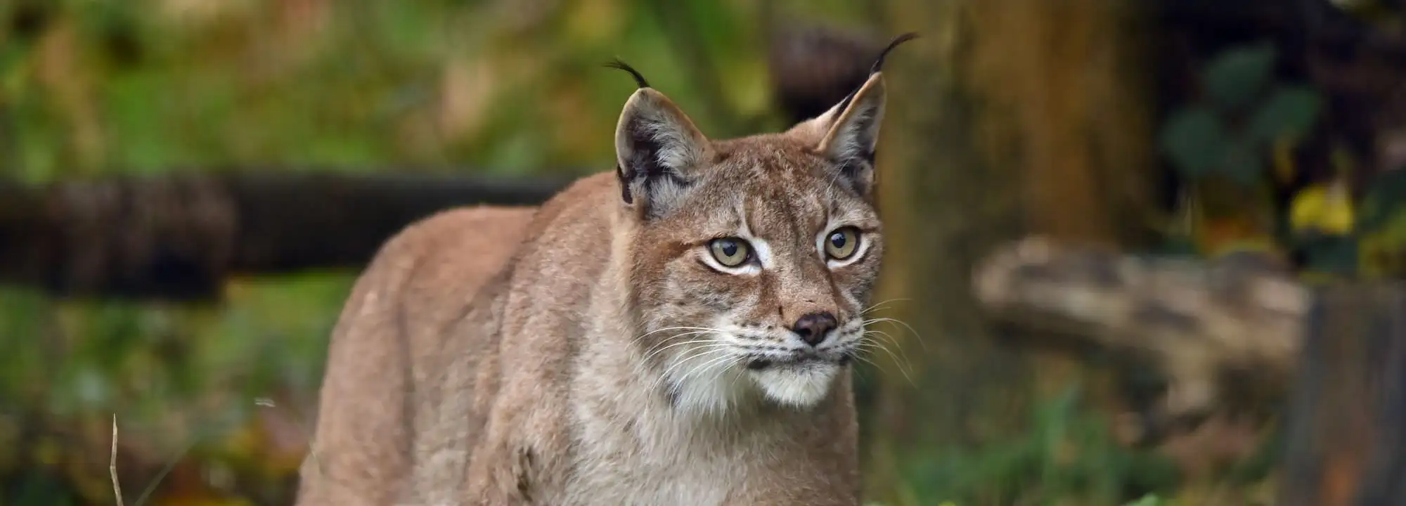 Lynx boréal