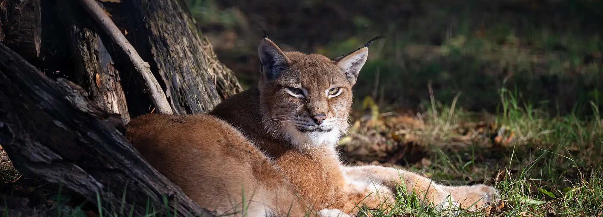 Siberian Lynx