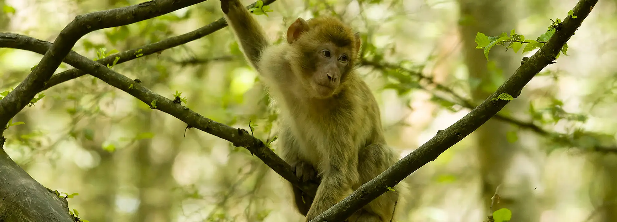 Barbary Macaques