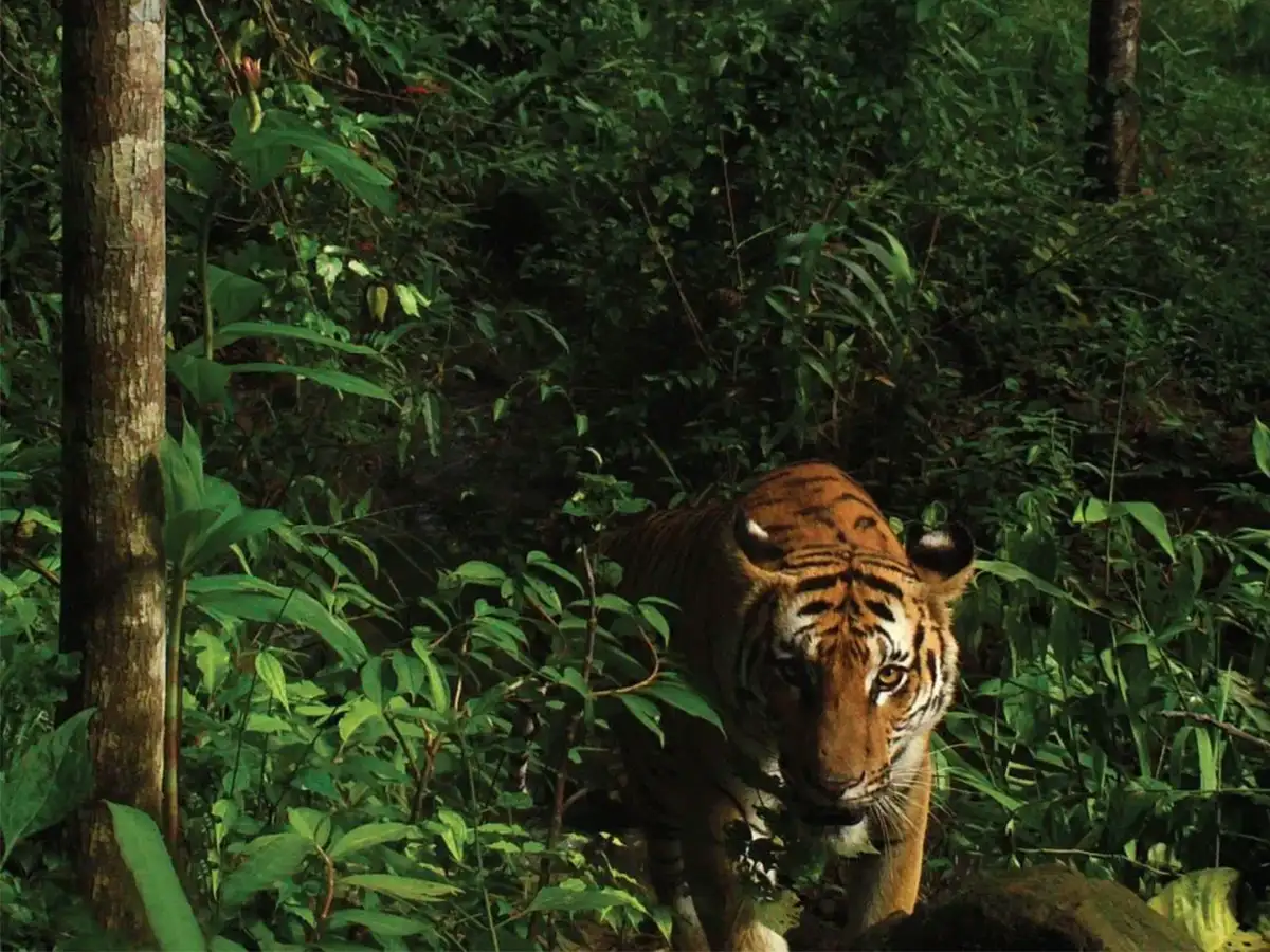 Un tigre avance au milieu d’une végétation dense.