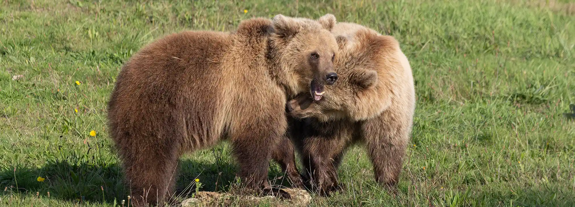 Ours bruns