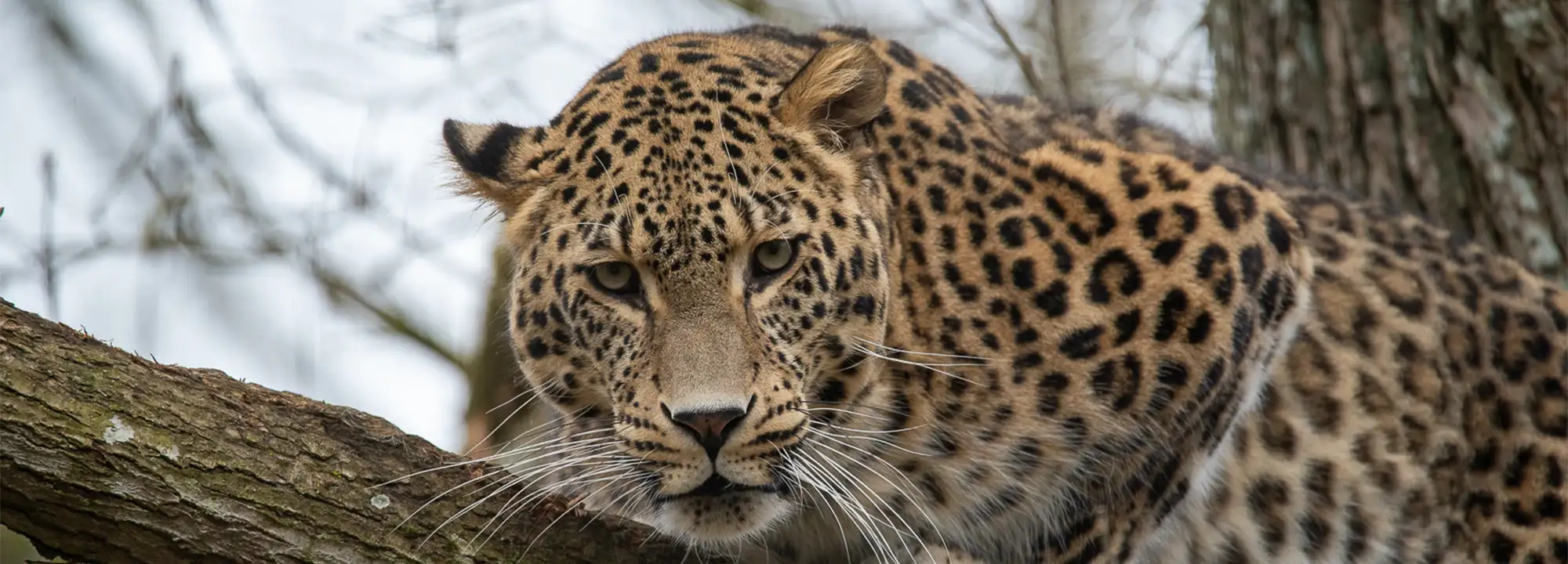 Persian Leopard