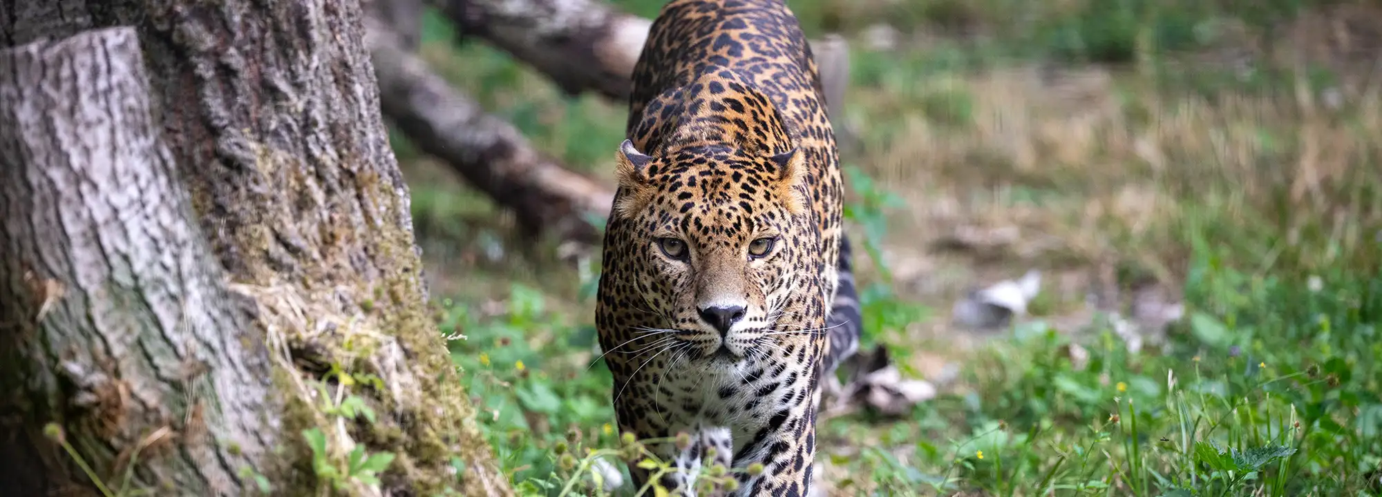 Panthère du Sri-Lanka