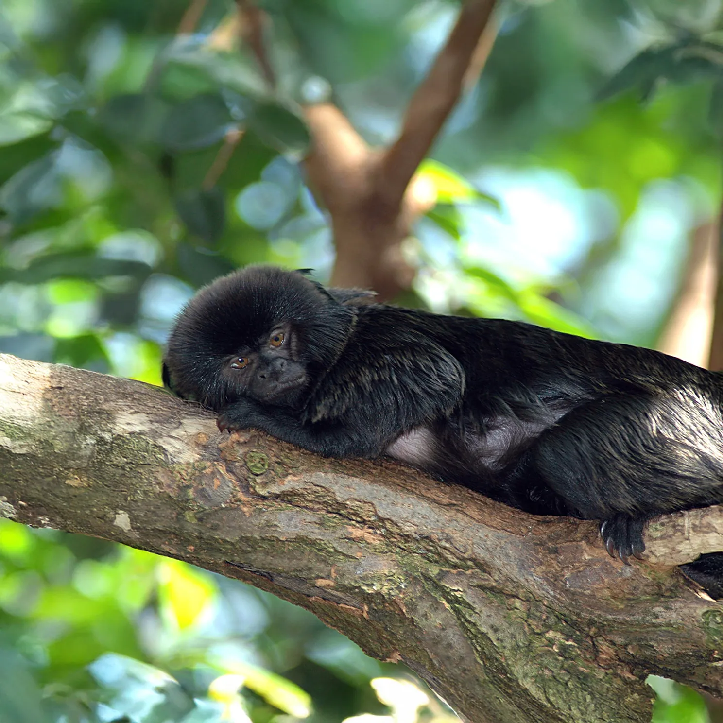 Goeldi's Tamarin