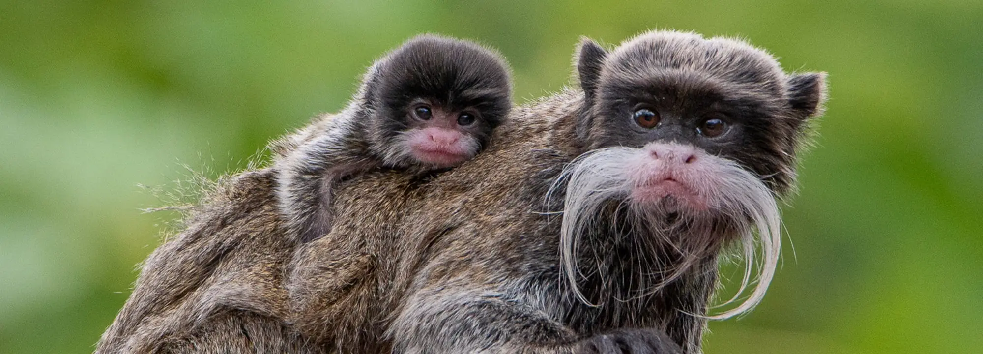 Emperor Tamarin