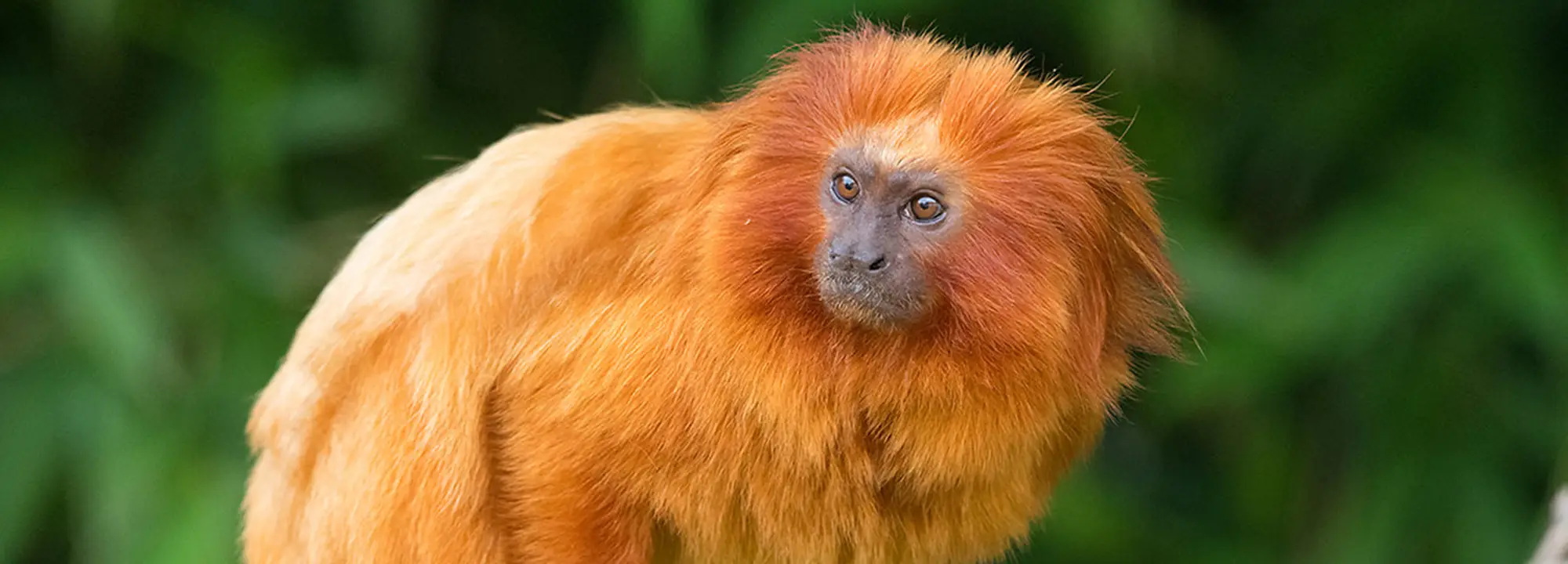 Tamarin lion doré