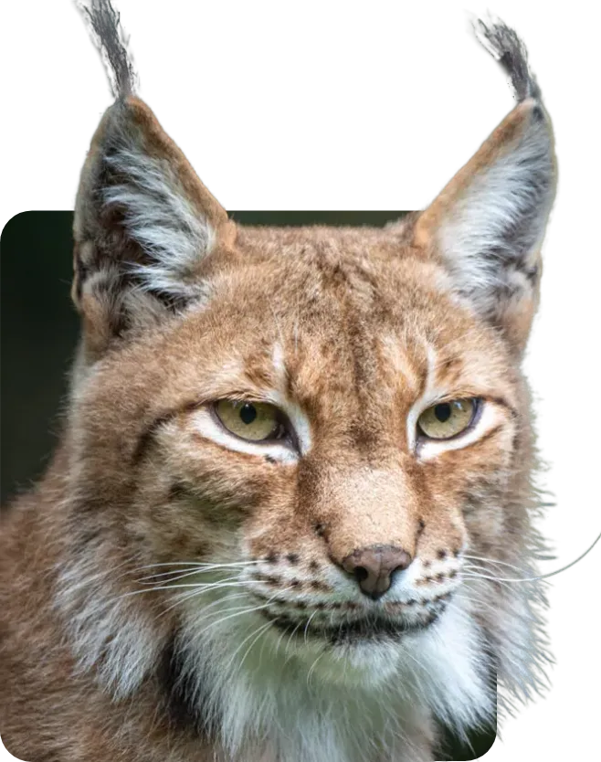 Portrait d’un lynx observant face à l’objectif