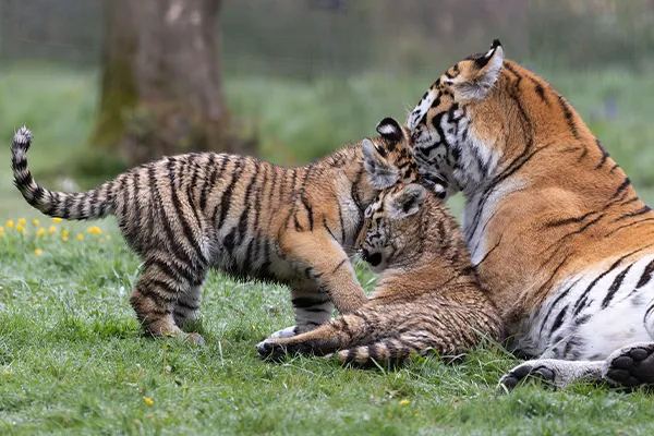 Naissance de bébés tigres
