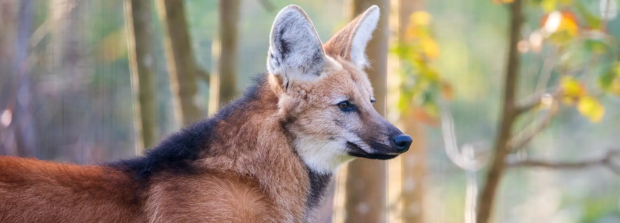 Maned Wolves 