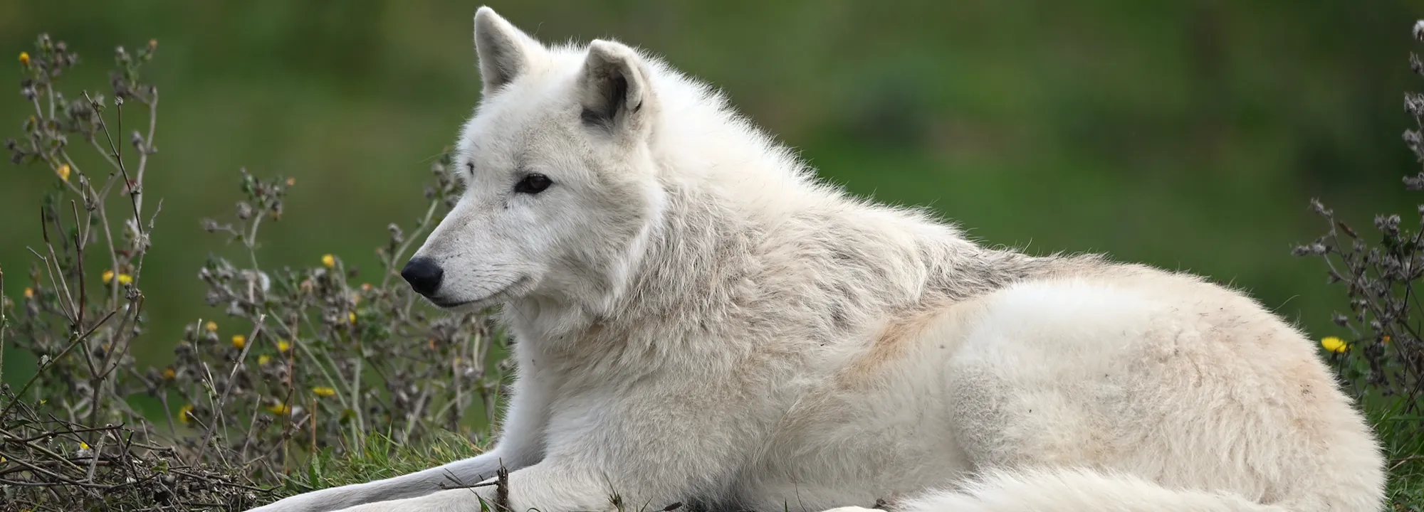 Arctic Wolves 