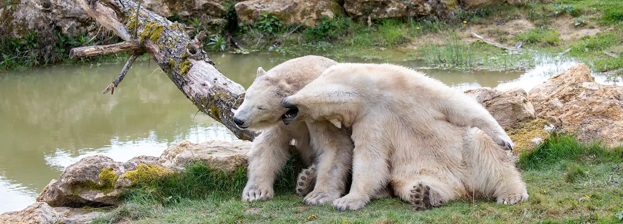 Ours Polaires 